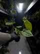 Anthurium #malibu - (blackx x hoffx) x luxurians