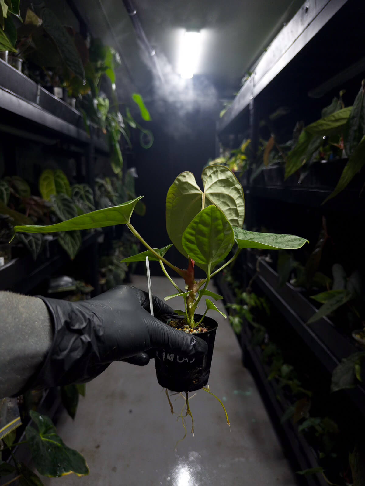 Anthurium #malibu - (blackx x hoffx) x luxurians