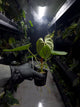 Anthurium #malibu - (blackx x hoffx) x luxurians
