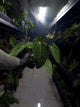 Anthurium #bbc • (hoffx x (pap x dress)) x #blackcherry