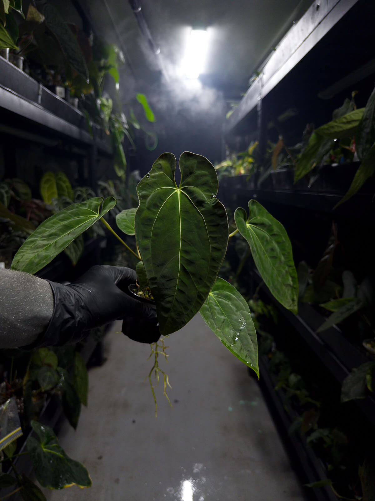 Anthurium #bbc • (hoffx x (pap x dress)) x #blackcherry