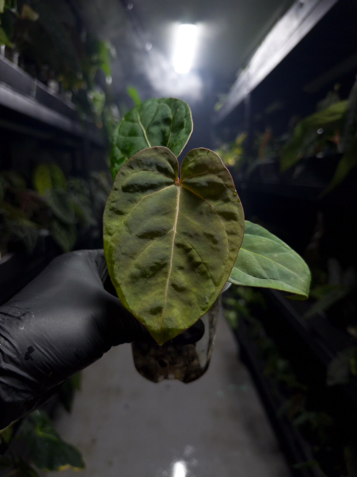 Anthurium 'magenta' x kunayalanse RA7 #MK8