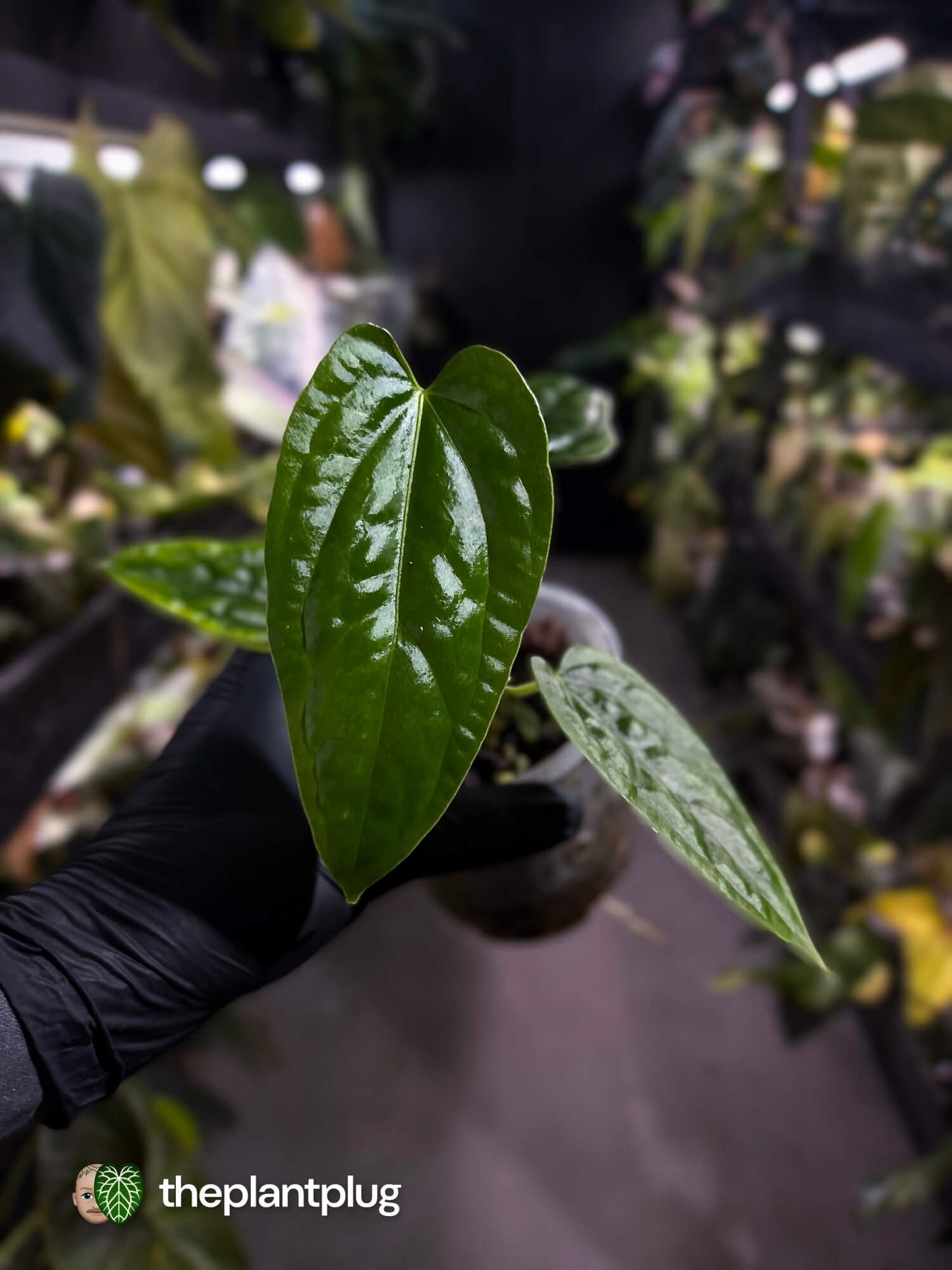 Anthurium ((pap x dress) x panamense) #Panaconda x luxurians