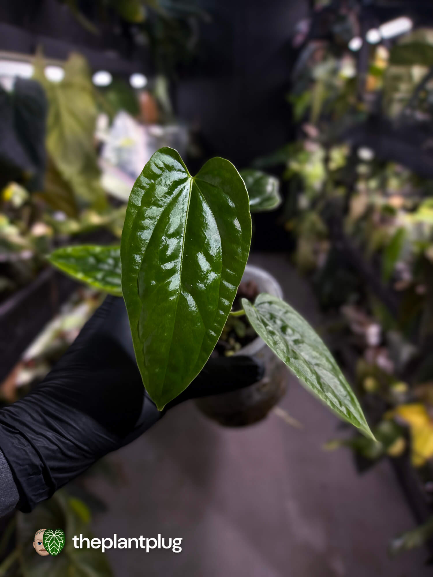 Anthurium ((pap x dress) x panamense) #Panaconda x luxurians