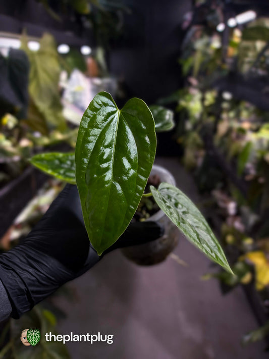 Anthurium ((pap x dress) x panamense) #Panaconda x luxurians