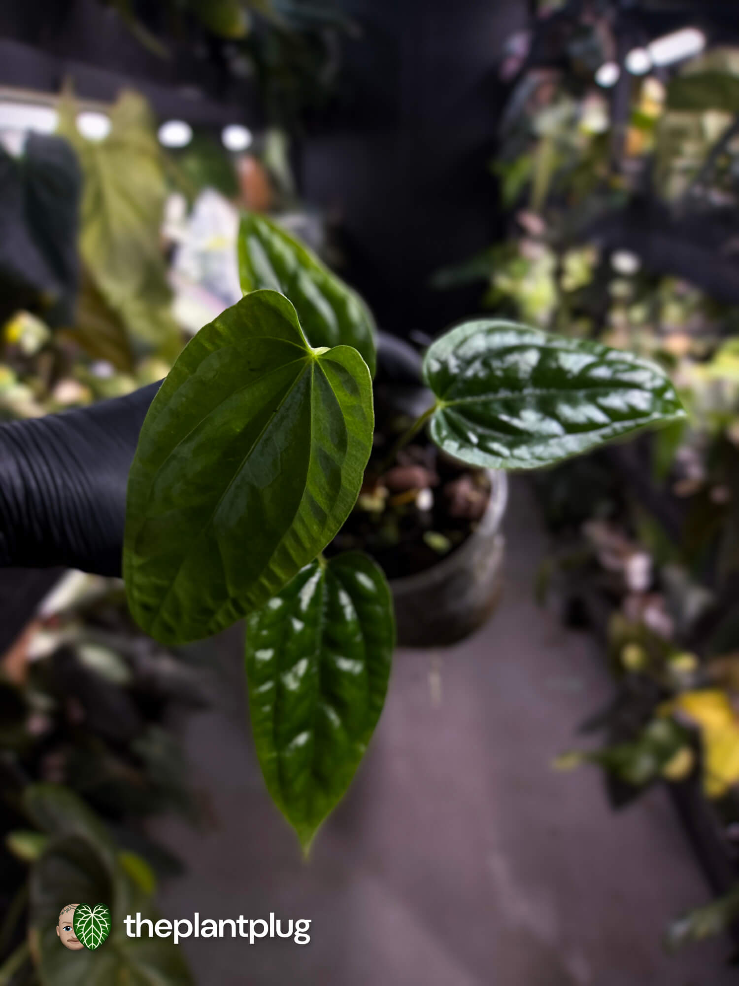 Anthurium ((pap x dress) x panamense) #Panaconda x luxurians