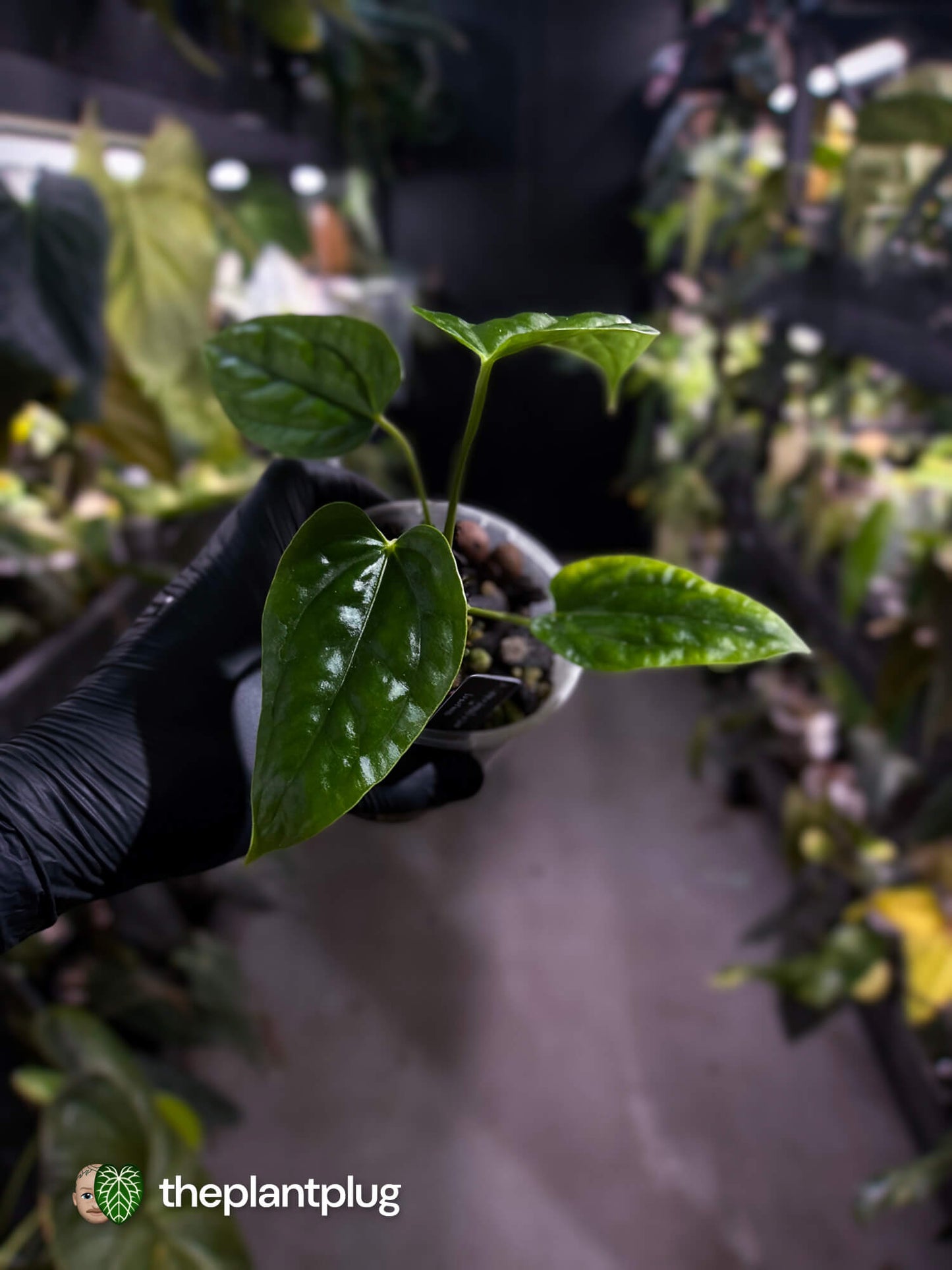 Anthurium ((pap x dress) x panamense) #Panaconda x luxurians