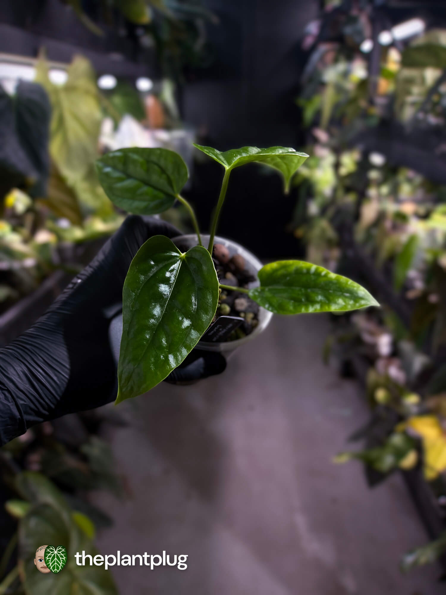 Anthurium ((pap x dress) x panamense) #Panaconda x luxurians
