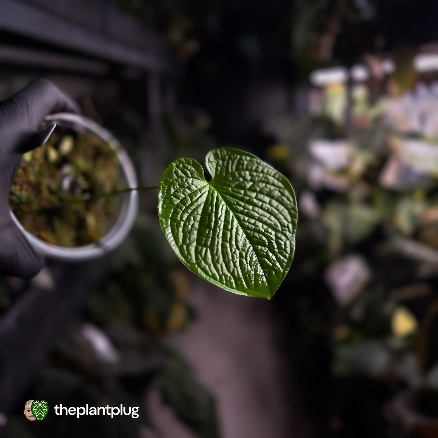 Anthurium rugulosum var. crinitum • rarely offered