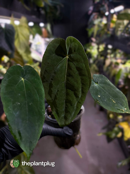Anthurium ('Midnight Velvet' x pap) x ('Midnight Velvet' x pap 'LB')