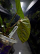 Anthurium 'magenta' x kunayalanse RA7 #MK8