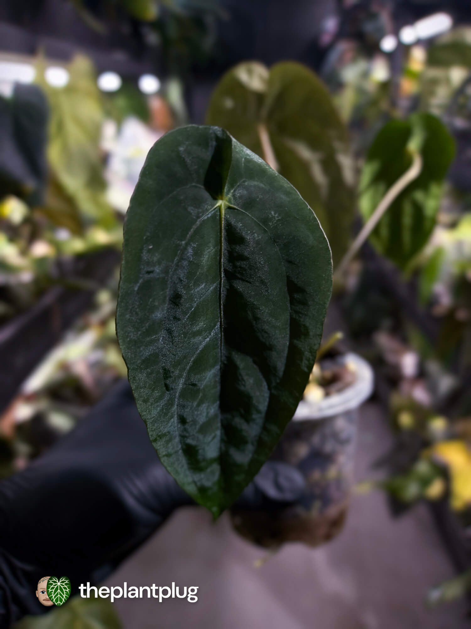 Anthurium ('Midnight Velvet' x pap) x ('Midnight Velvet' x pap 'LB')