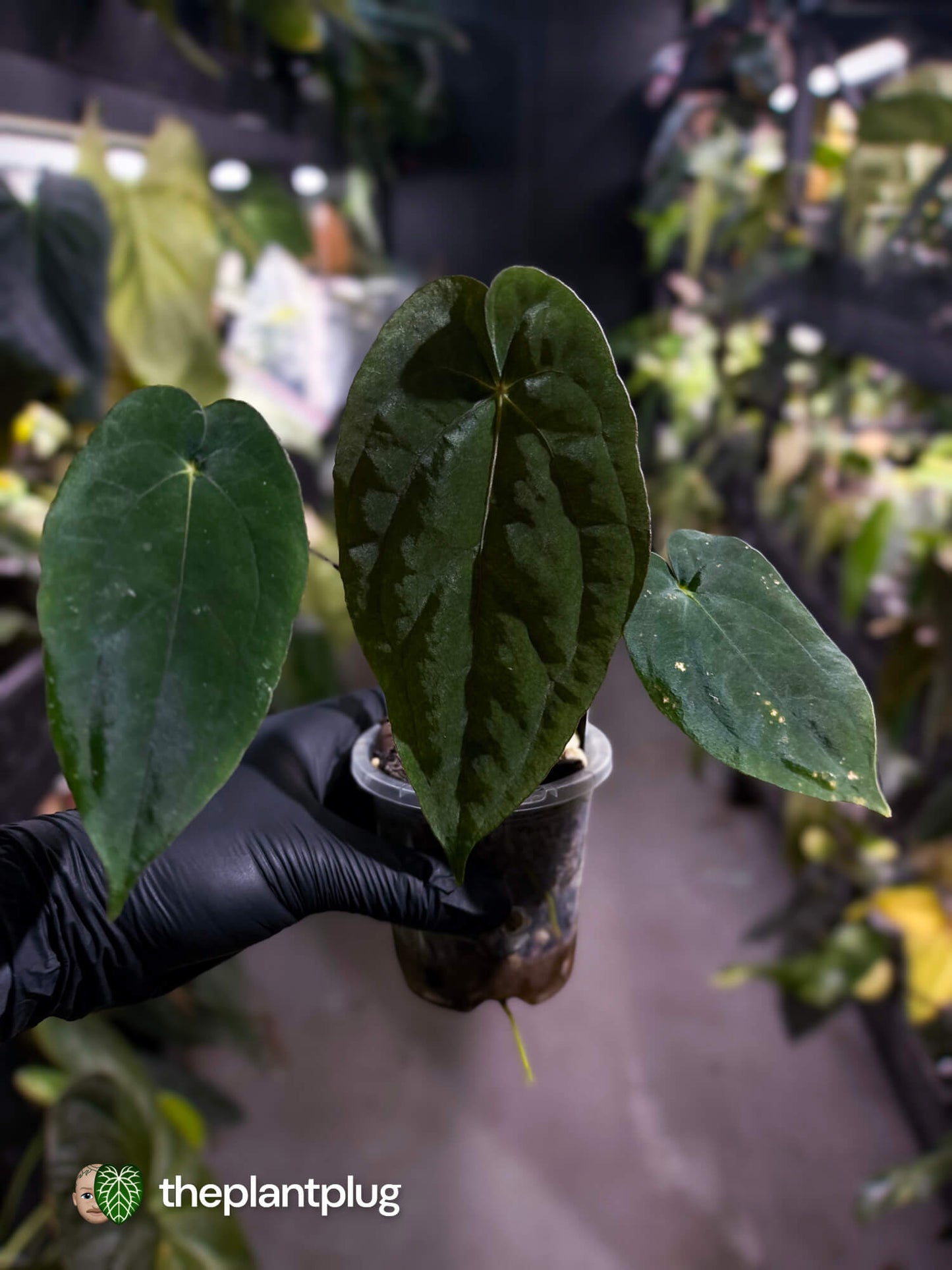 Anthurium ('Midnight Velvet' x pap) x ('Midnight Velvet' x pap 'LB')