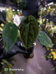 Anthurium ('Midnight Velvet' x pap) x ('Midnight Velvet' x pap 'LB')