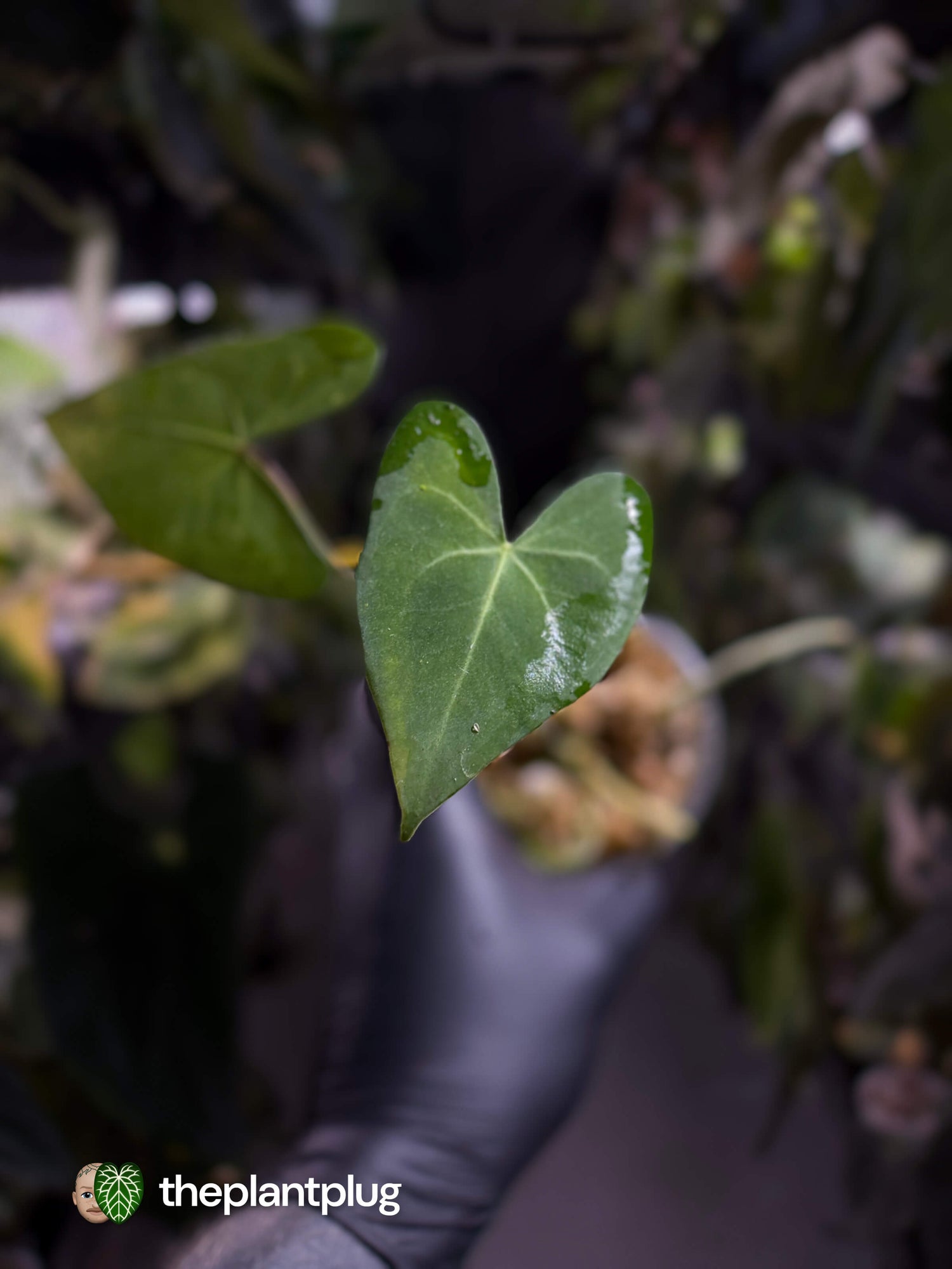 Anthurium marcusianum