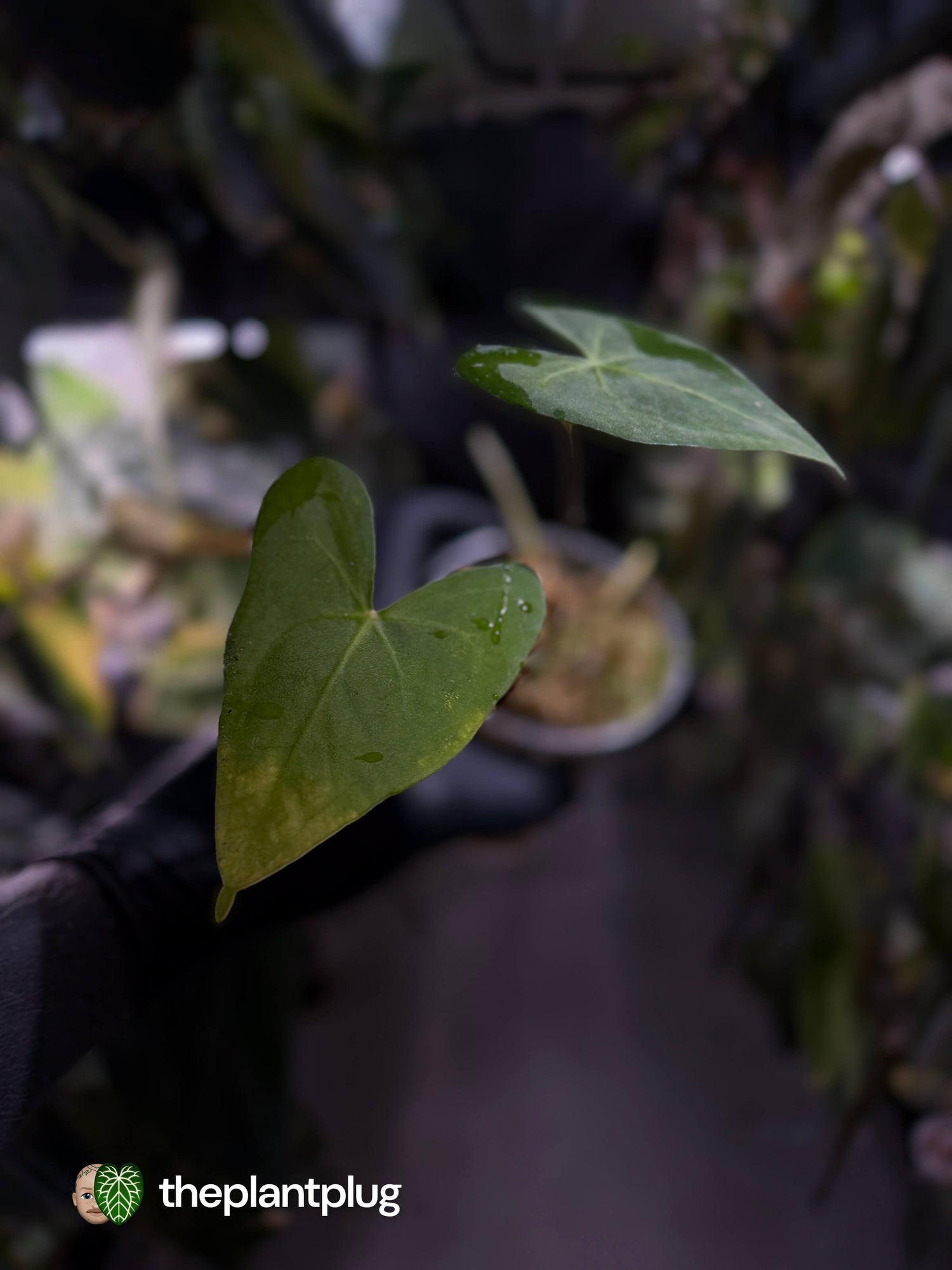 Anthurium marcusianum