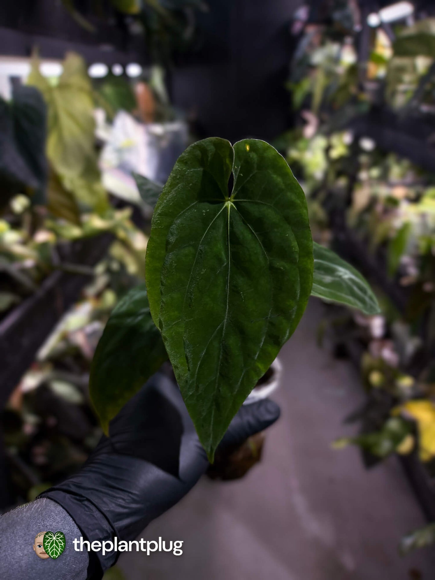 Anthurium antolakii / 'BVEP' x (pap x dress 'JS')