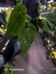 Anthurium antolakii / 'BVEP' x (pap x dress 'JS')