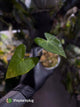 Anthurium marcusianum