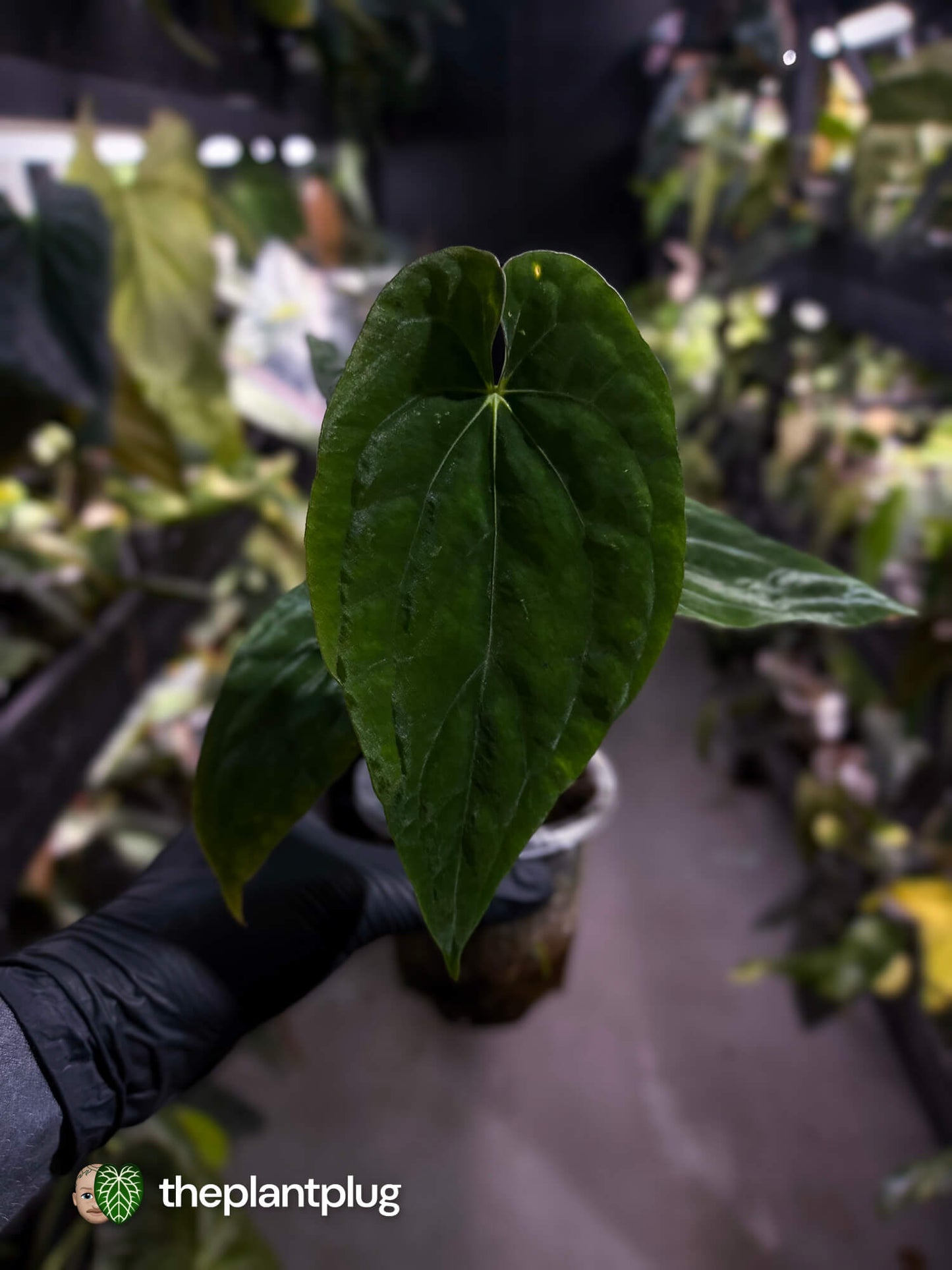 Anthurium antolakii / 'BVEP' x (pap x dress 'JS')