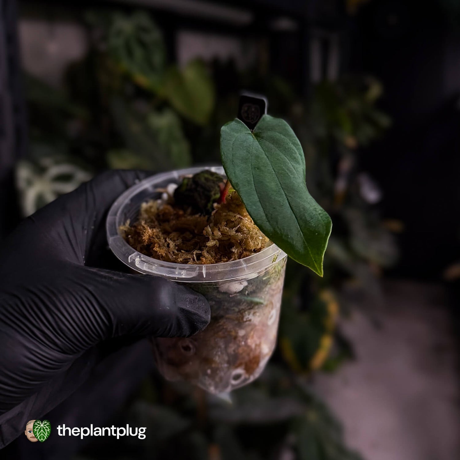 Anthurium 'Midnight Velvet' 'OG Clone' 🦄
