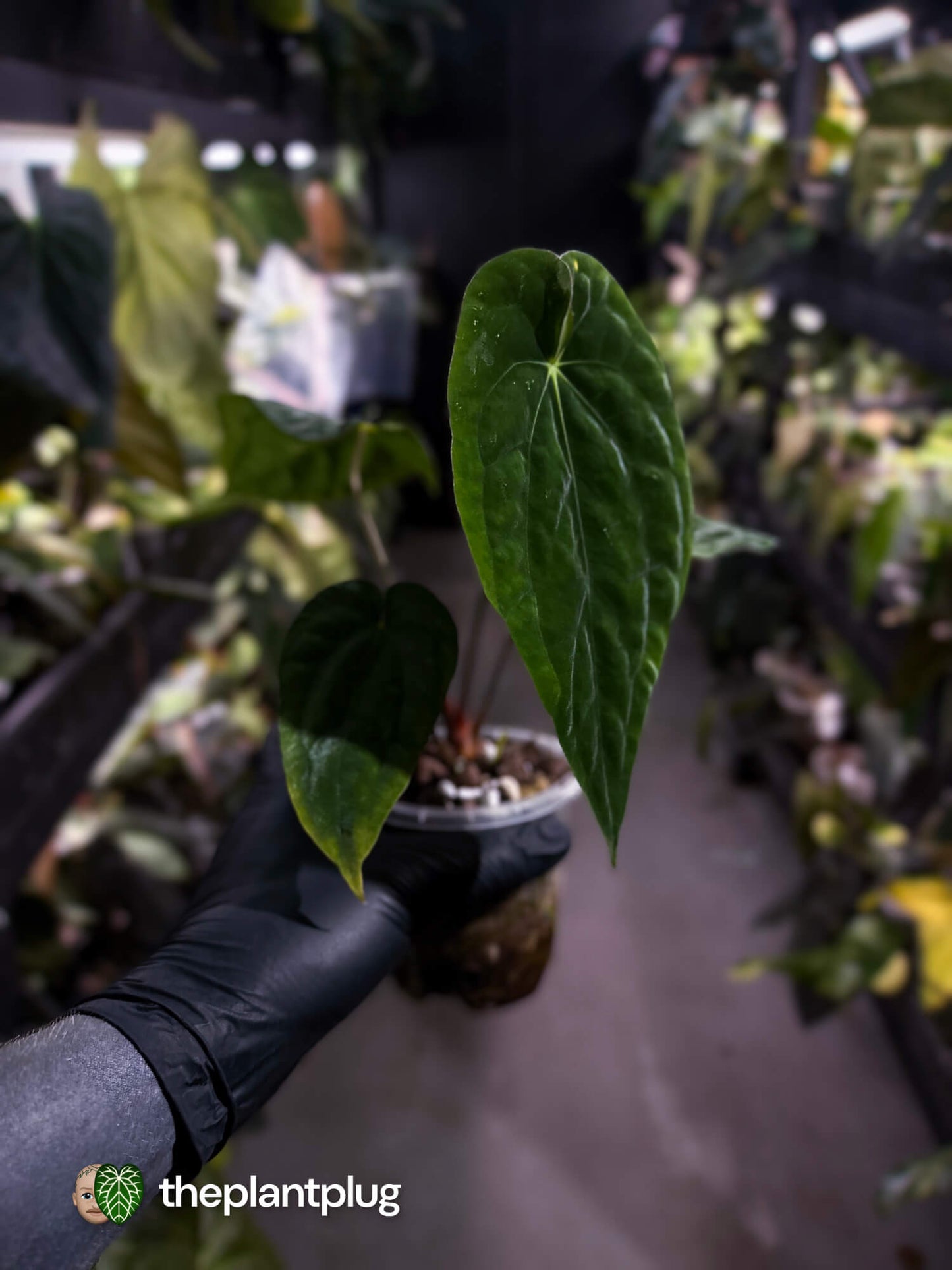 Anthurium antolakii / 'BVEP' x (pap x dress 'JS')