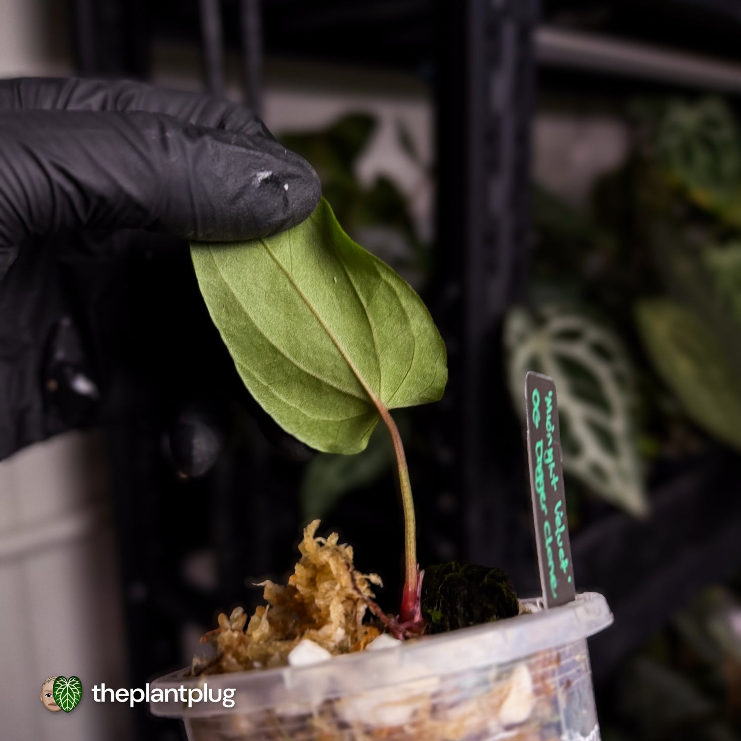 Anthurium 'Midnight Velvet' 'OG Clone' 🦄