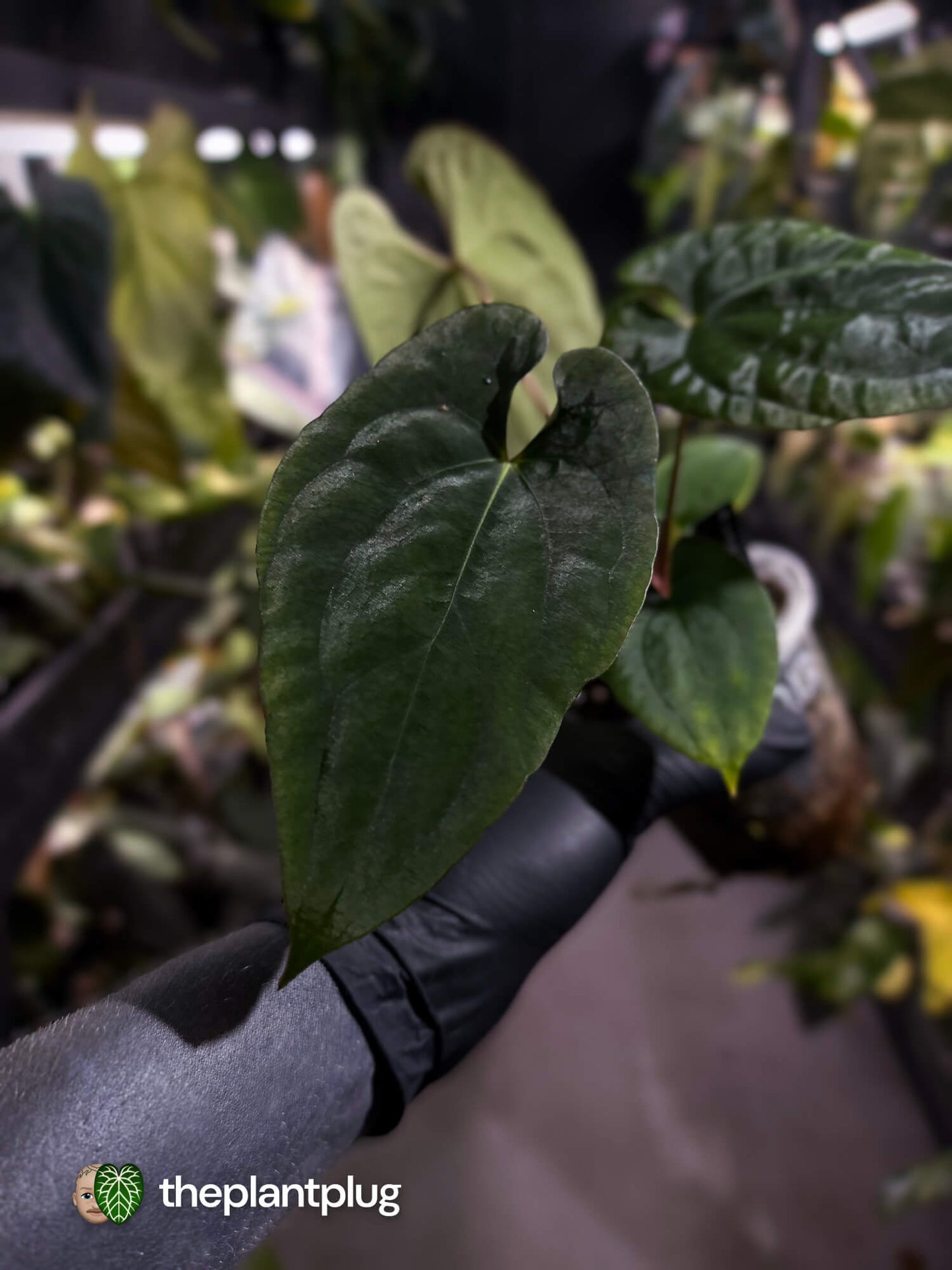 Anthurium antolakii / 'BVEP' x (pap x dress 'JS')