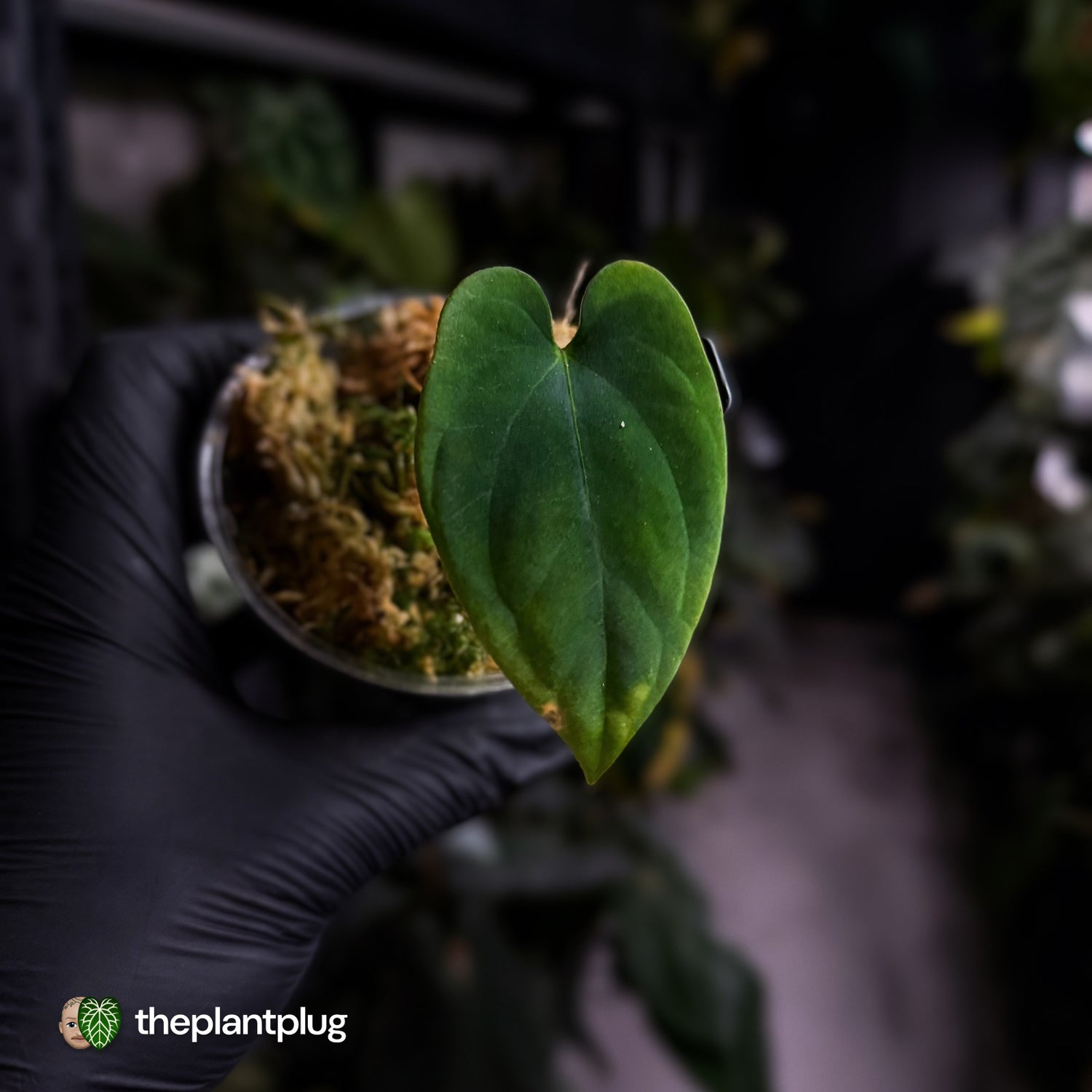 Anthurium antolakii ('Round' x 'RA1') • mother plant clone