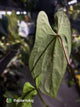 Anthurium antolakii / 'BVEP' x (pap x dress 'JS')