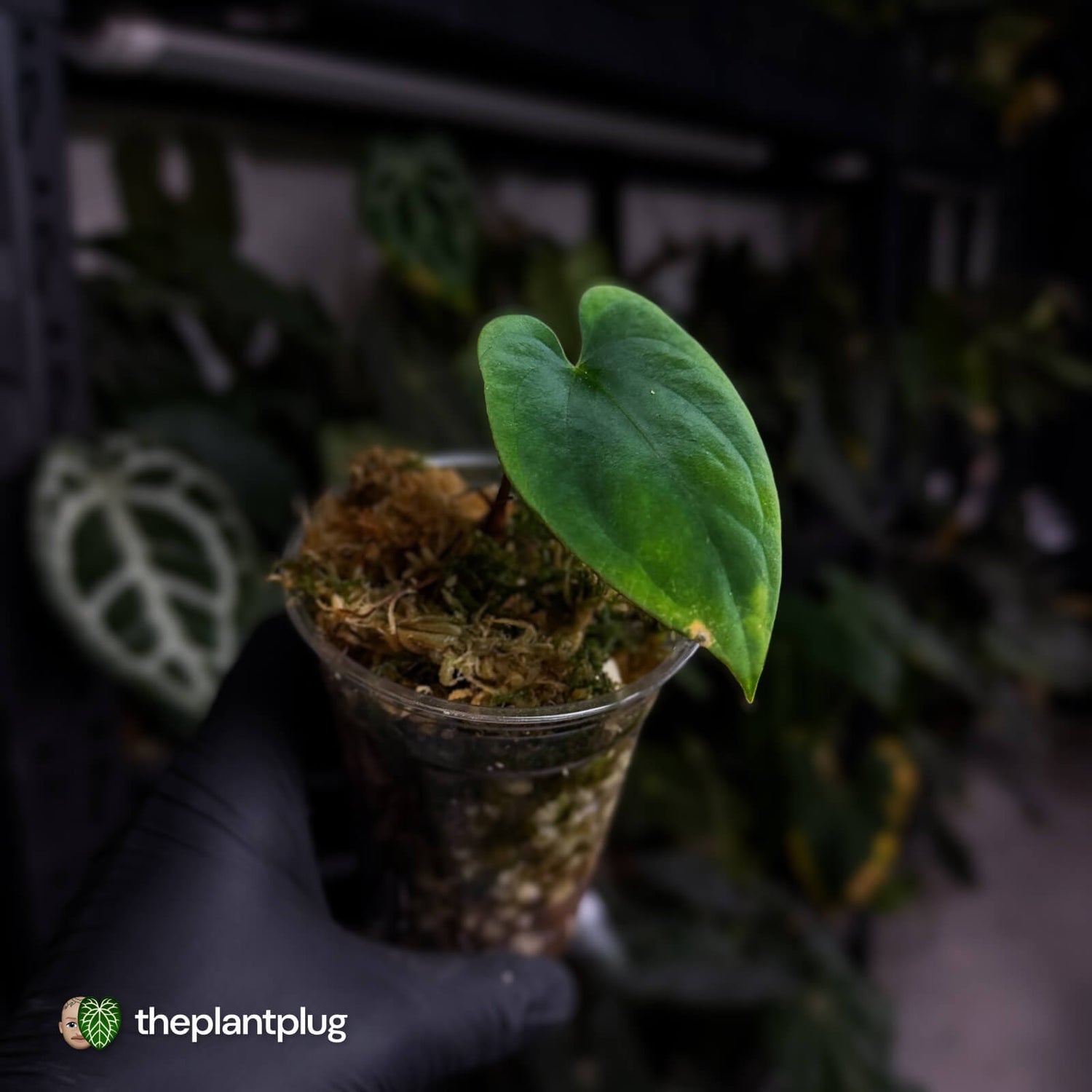 Anthurium antolakii ('Round' x 'RA1') • mother plant clone