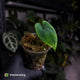 Anthurium antolakii ('Round' x 'RA1') • mother plant clone