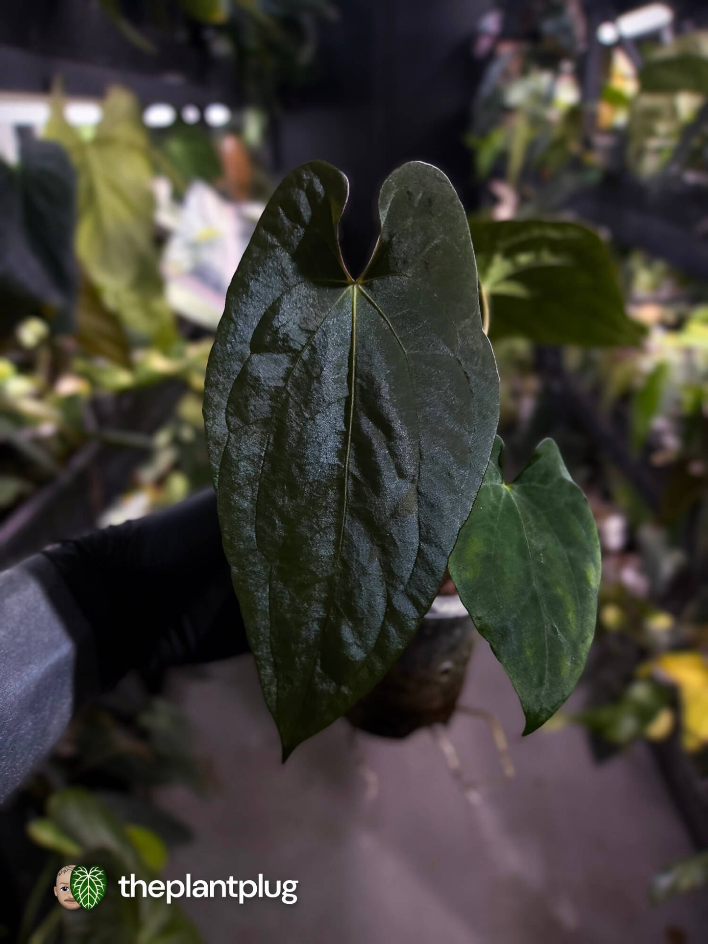 Anthurium antolakii / 'BVEP' x (pap x dress 'JS')