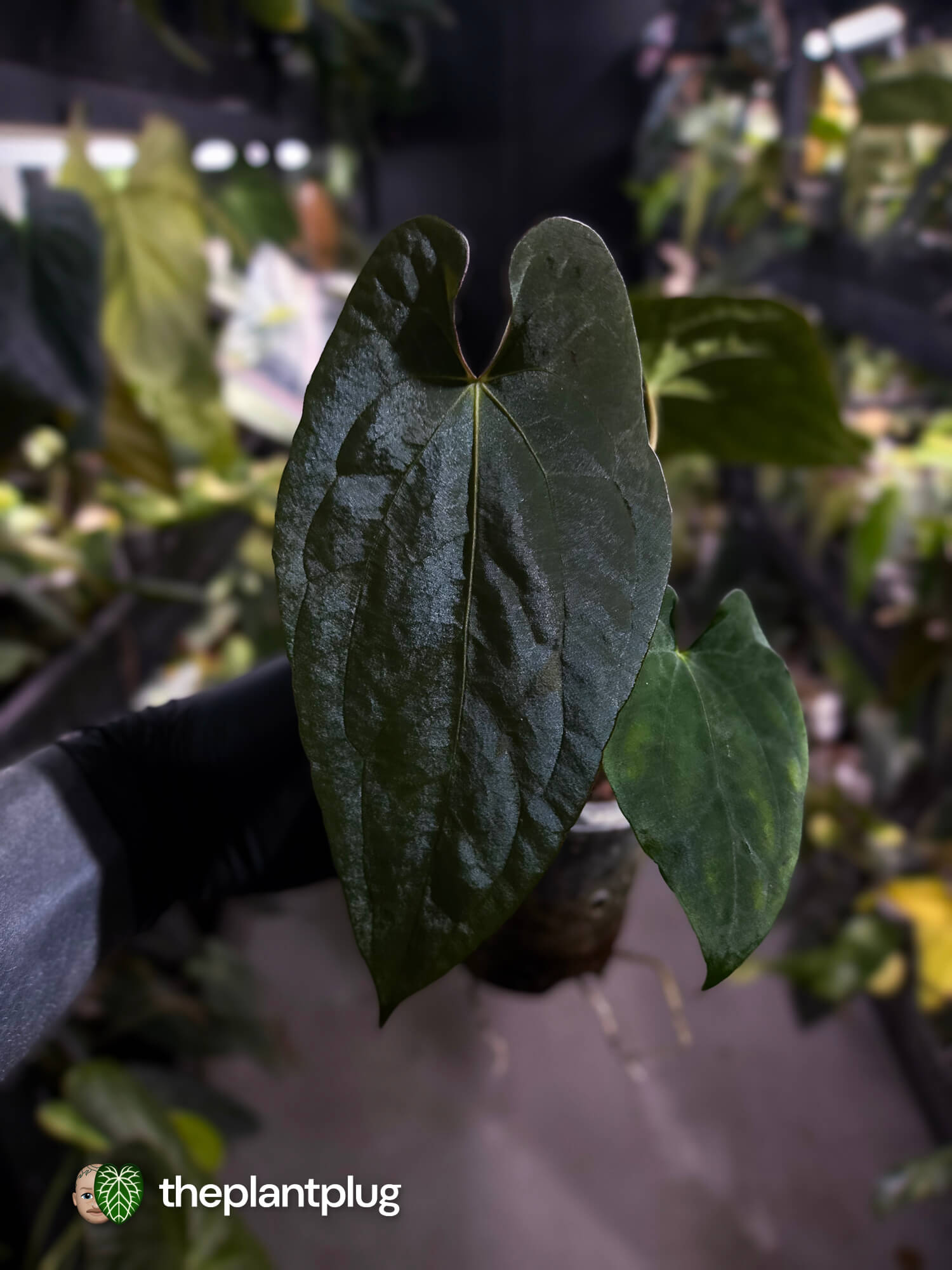Anthurium antolakii / 'BVEP' x (pap x dress 'JS')