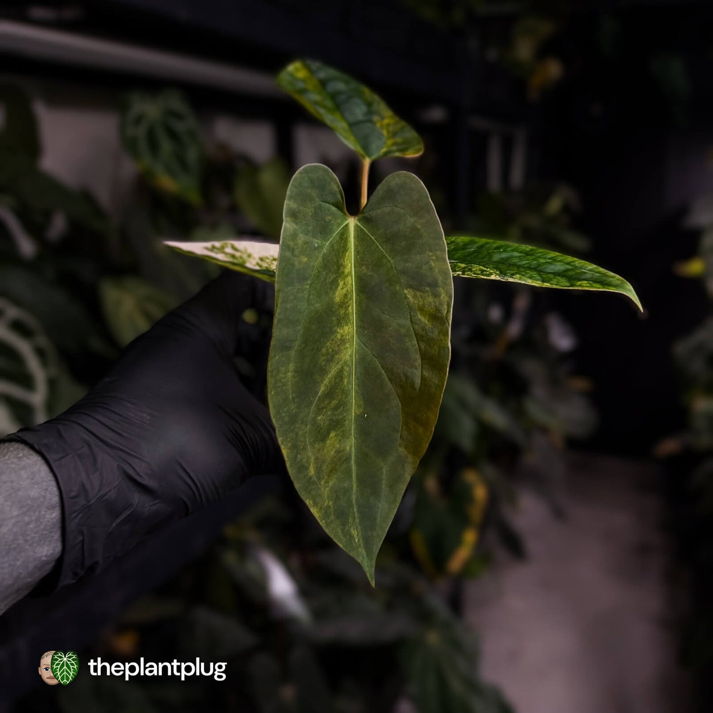 Anthurium 'Wolverine' x #Calculus • variegated ✨