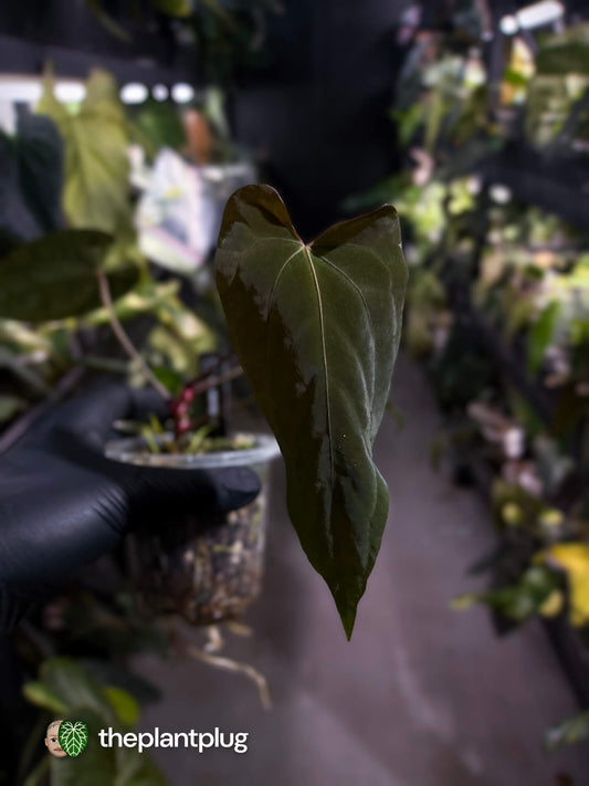 Anthurium #BlackParade