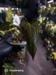 Anthurium #BlackParade