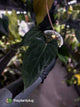 Anthurium #BlackParade