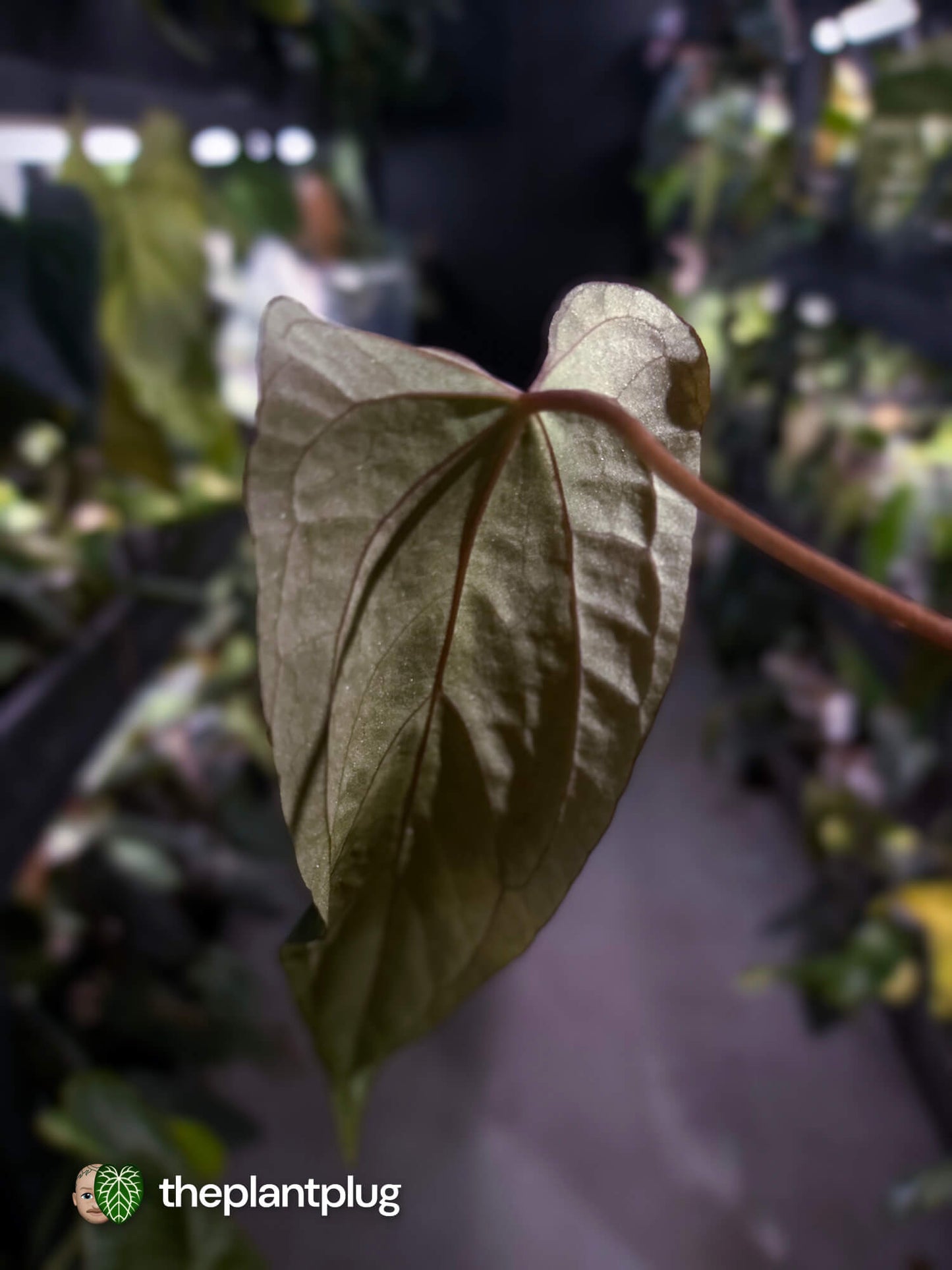 Anthurium #BlackParade