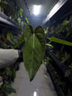 Anthurium (carlablackiae x dressleri) x (papillilaminum RLself) *long leaves*