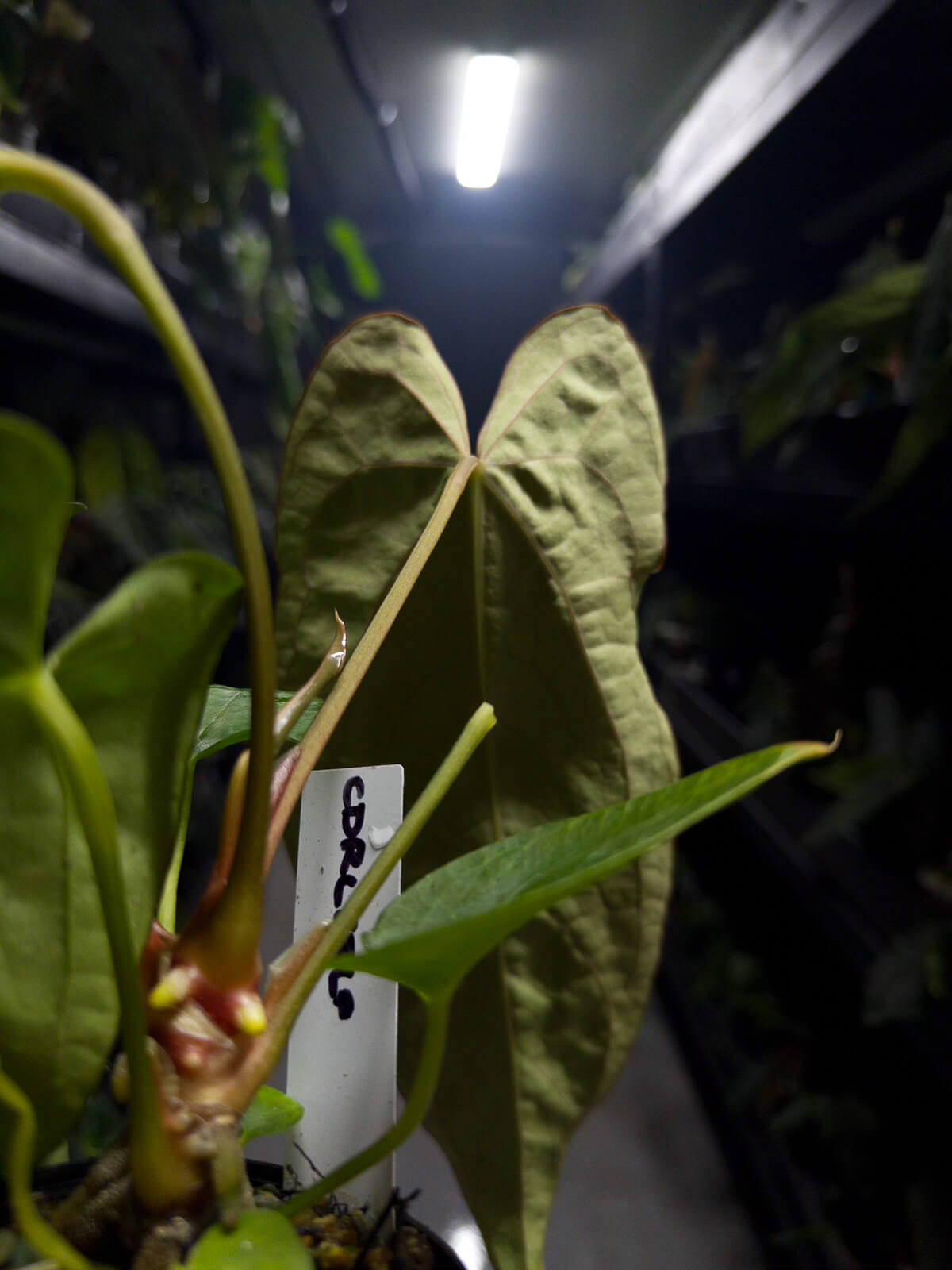 Anthurium (carlablackiae x dressleri) x (papillilaminum RLself) *long leaves*