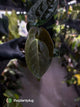 Anthurium #WaddleNOID x papillilaminum