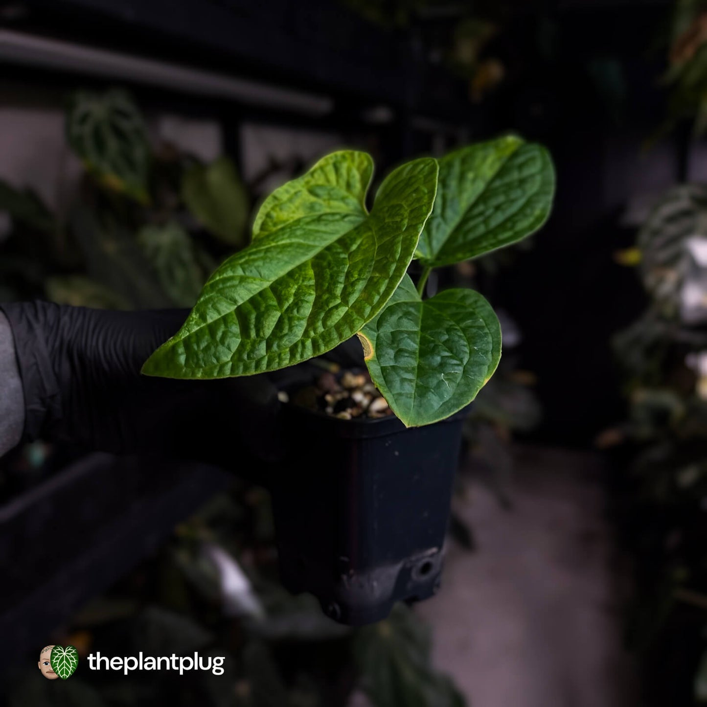 Anthurium forgetii hybrid x splendidum • variegated 🦄✨