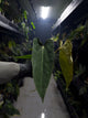 Anthurium (carlablackiae x dressleri) x (papillilaminum RLself) *long leaves*