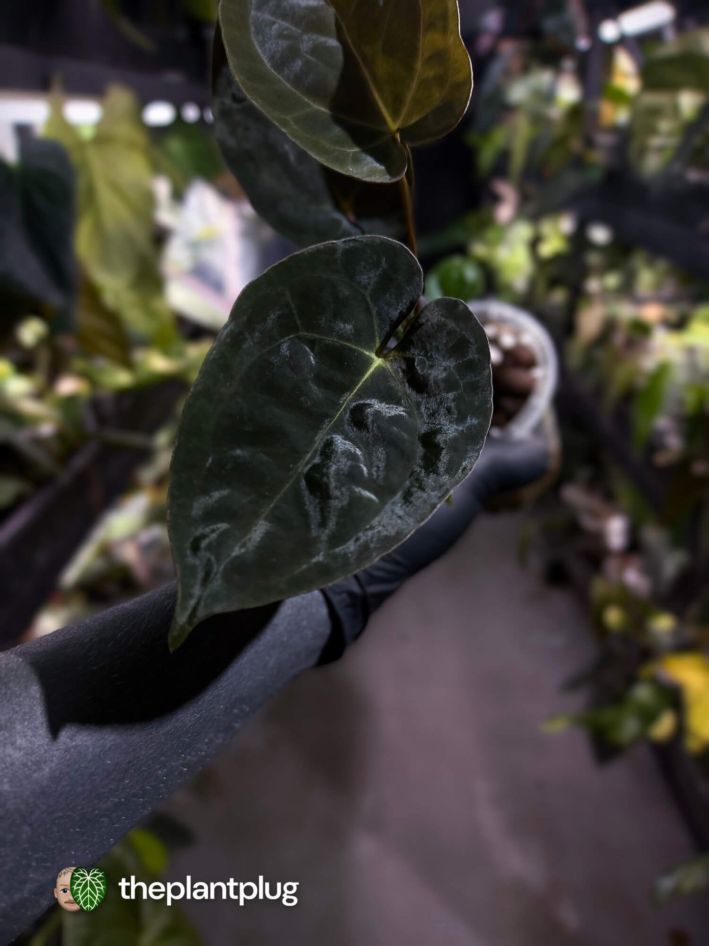 Anthurium #WaddleNOID x papillilaminum