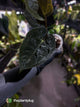Anthurium #WaddleNOID x papillilaminum