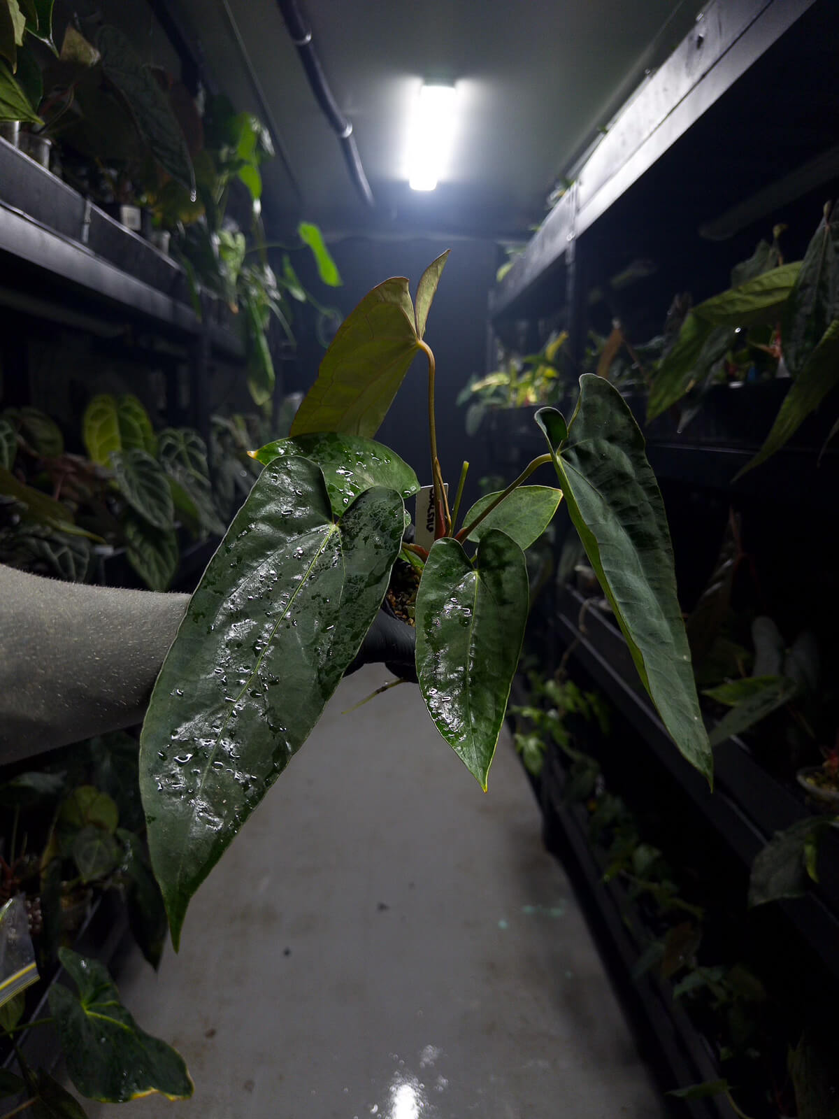 Anthurium (carlablackiae x dressleri) x (papillilaminum RLself) *long leaves*