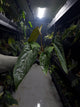 Anthurium (carlablackiae x dressleri) x (papillilaminum RLself) *long leaves*