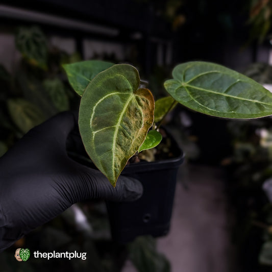 Anthurium forgetii hybrid x ('SKG Silver' x 'Red Crystal') • variegated 🌟