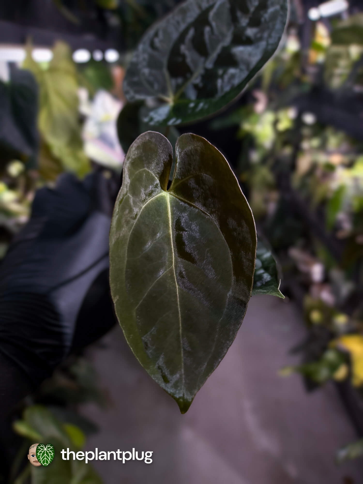 Anthurium #WaddleNOID x papillilaminum